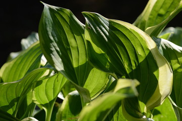 Leaves of Hosta (Plantain lily)