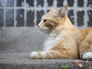 Naklejka na ściany i meble Dirty homeless redhead cat house wall. The problem of stray animals