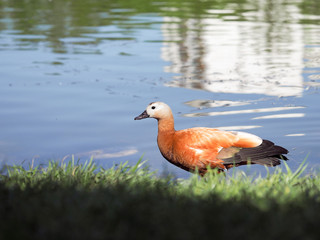 Beautiful red duck on the lake. Green grass