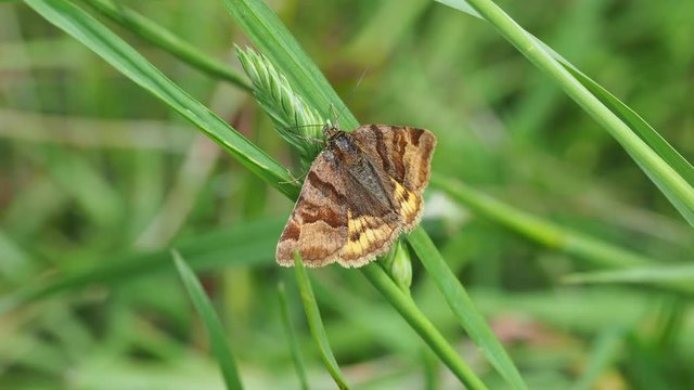 Burnet Companion 4 030618