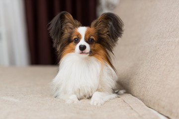 Papillon dog lying on the couch stretching his paws