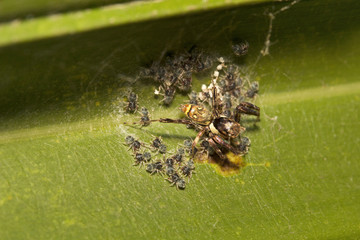 Jumping spider, Brettus sp, Salticidae, Bangalore