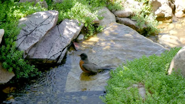 An American Robin splashing and bathing in a stream or creek