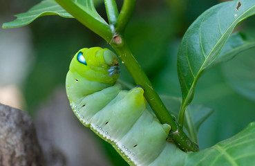 Fototapeta premium A shy moth caterpillar on a tree