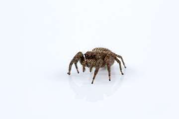 Jumping spider, Plexippus sp, Salticidae