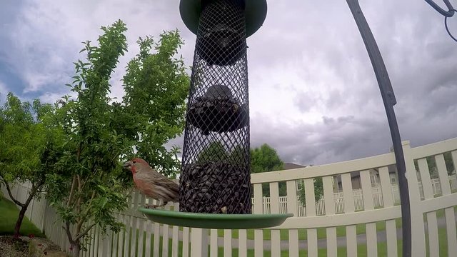 Red, male house finch or purple finch eats from a sunflower seed feeder while a eruasian collared-dove watches from the fence