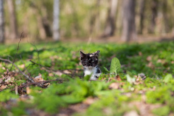 Obraz premium Little kitten tortoiseshell color in the park sits in the grass