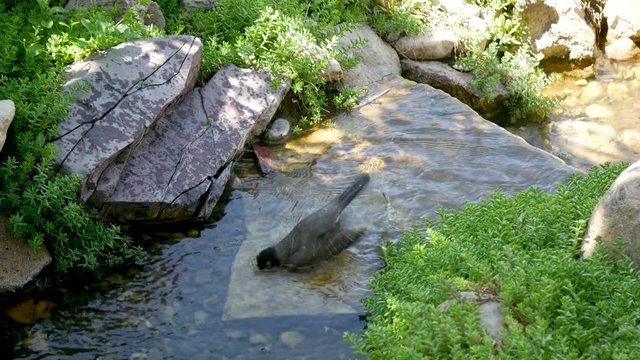 An American Robin splashes, flaps her wings and plays in a small stream or creek