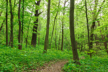 Obraz premium Green deciduous forest on a sunny day