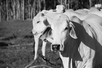 Brahman Cow Black and White in Paddock