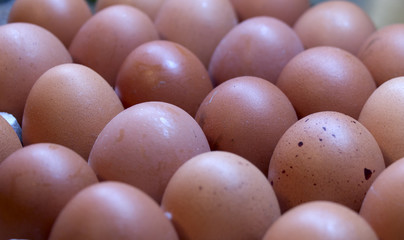 Full tray of freshly laid free range organic chicken brown eggs
