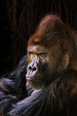 Portrait of the chief of a gorilla family