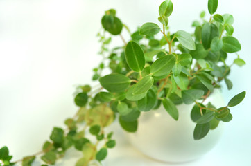 indoor flower background