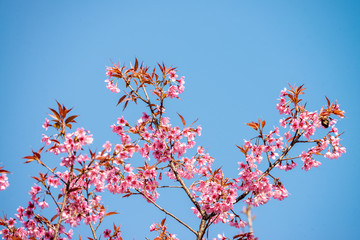 Beautiful cherry blossom in blue sky