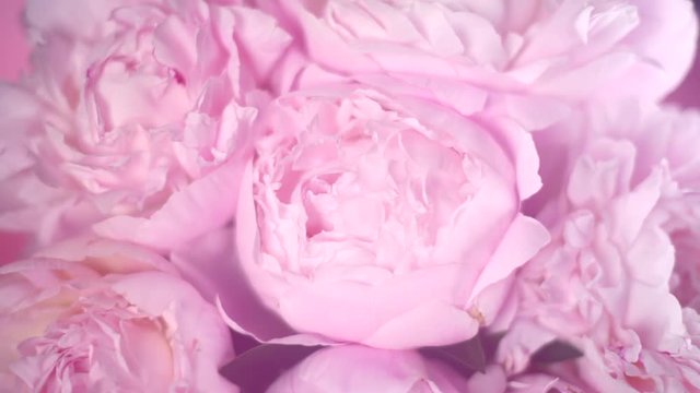 Blooming pink peonies background. Beautiful peony flowers opening timelapse. 3840X2160 4K UHD video footage