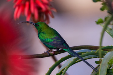 Malachite Sunbird (Nectarinia famosa) on an aloe plant in South Africa