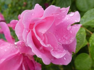 rose with pink blossom