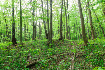Fototapeta premium Green deciduous forest on a sunny day.