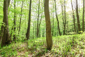 Obraz premium Green deciduous forest on a sunny day.