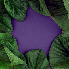 Creative nature leaves layout. Supernatural concept, ultra violet colors background, fashion style,...