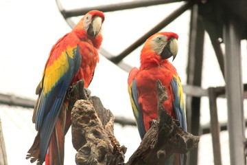 color parrots with Love