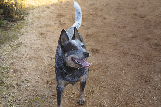 Happy blue heelers on the beach in Airey's Inlet, Victoria Australia