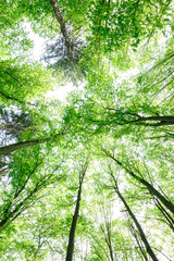 Fototapeta premium Green deciduous forest on a sunny day.