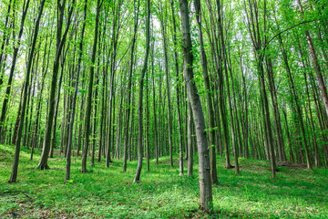 Obraz premium Green deciduous forest on a sunny day.