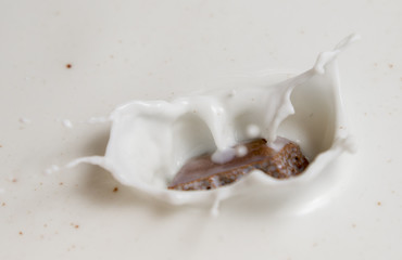 Chocolate falls in milk