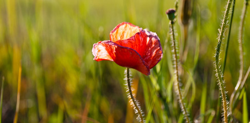 beautiful red poppy flower, summer sunset