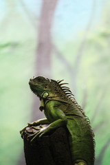 King of lizards(the Iguana)