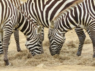 Fototapeta na wymiar Zebra head to head