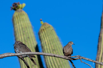 White-winged Dove (zenaida asiatica) and Mourning Dove (zenaida macroura), perched on a single branch in Arizona's Sonoran desert during springtime. Saguaro cactus is in the background.