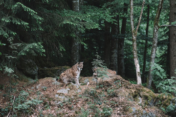 Lynx family at Bayerischer Wald national park, Germany. Dark forest after sunset.