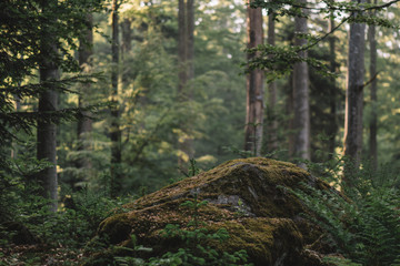 Moss covered rock in forest