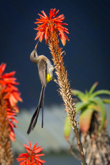 Cape Sugarbird (Promerops cafer) feeding on Aloe flower nectar  in South Africa