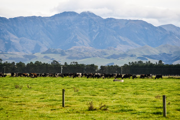 countryside with mountain view  of South island, New Zealand