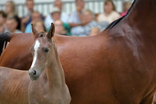 Jasnobrązowy źrebak (g&oacute;rna część ciała), za nim brązowej maści klacz, matka, w tle, we wnętrzu, grupa widz&oacute;w (nieostry widok) ogląda pokaz koni 