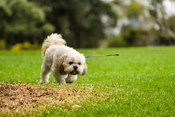 little cute shih tzu dog walking with leash in park