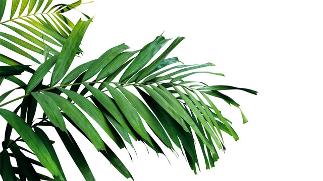 Fototapeta Palmowi liście, tropikalna tropikalnego lasu deszczowego ulistnienia roślina odizolowywająca na białym tle, ścinek ścieżka zawierać.