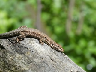 Fototapeta premium lizard in the mountains of italy