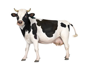 Cow Isolated