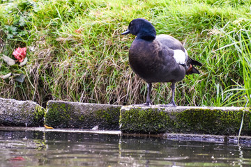 Black and brown duck walking near the river bank