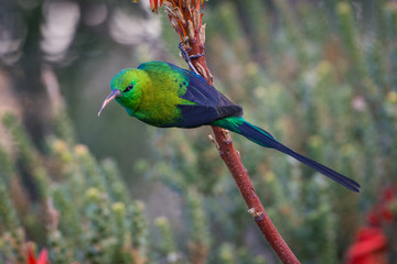 Malachite Sunbird (Nectarinia famosa) on an aloe plant in South Africa