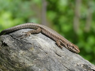 lizard in the mountains of italy