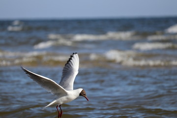 junge Lachmöwe an der Ostsee beim Fische fangen - mit Textfreiraum
