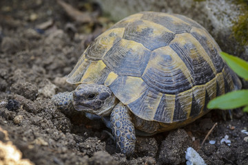 Land turtle close up, Proxy photo of a land turtle walking.