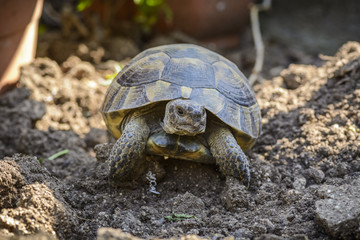 Land turtle close up, Proxy photo of a land turtle walking.
