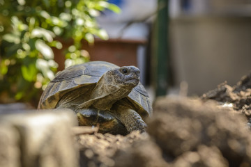 Land turtle close up, Proxy photo of a land turtle walking.