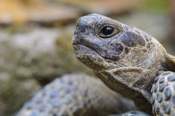 Land turtle close up, Proxy photo of a land turtle walking.
